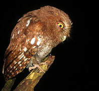 Foothill Screech Owl