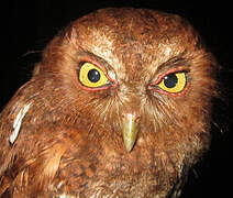 Foothill Screech Owl