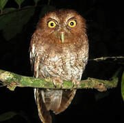 Foothill Screech Owl