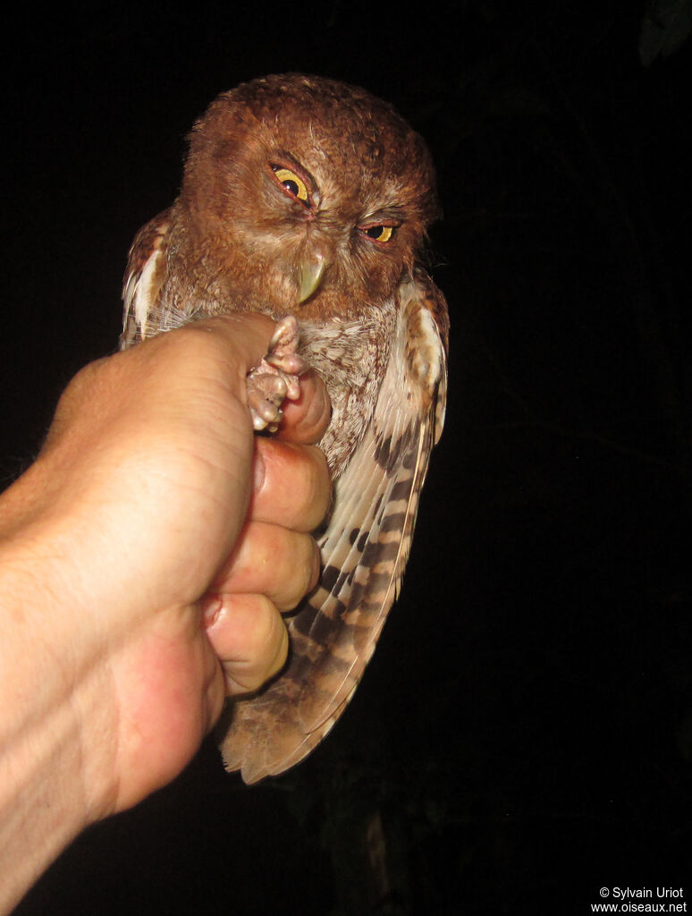 Petit-duc de Roraima