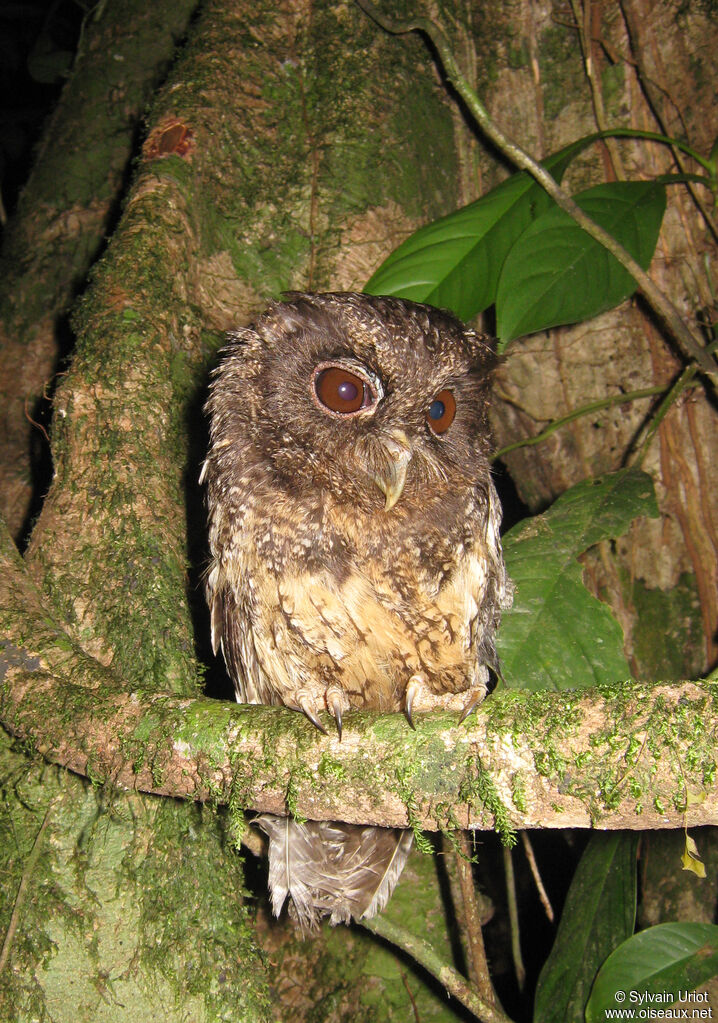 Tawny-bellied Screech Owl