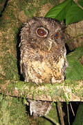 Tawny-bellied Screech Owl