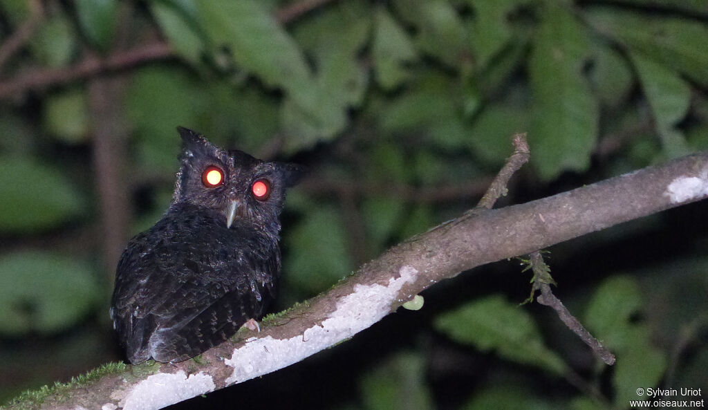 Tawny-bellied Screech Owl