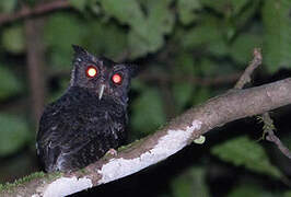 Tawny-bellied Screech Owl