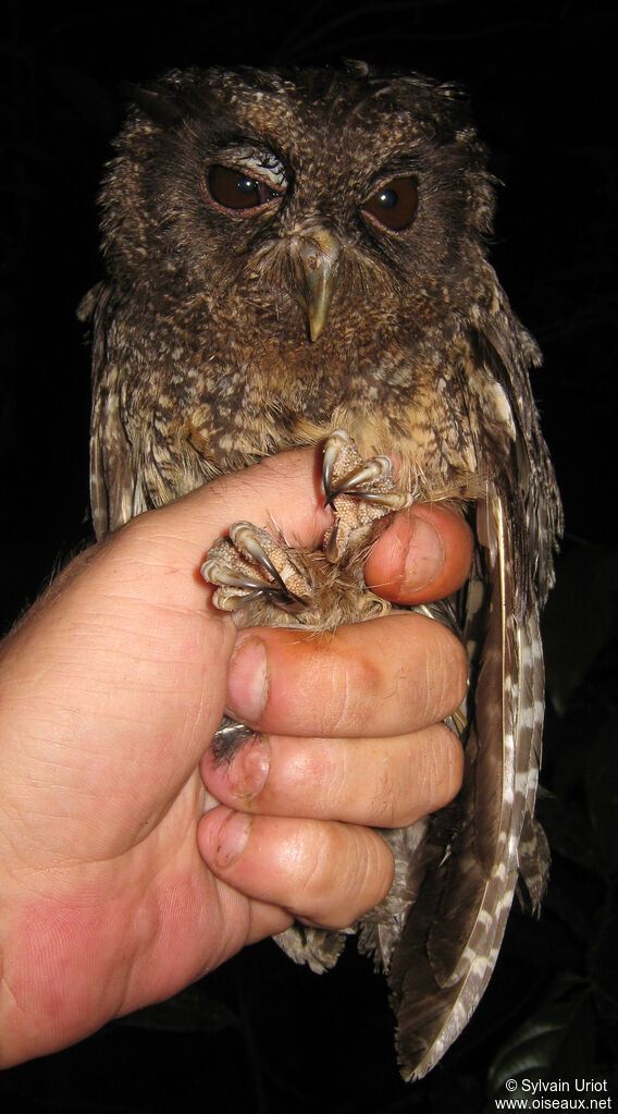 Tawny-bellied Screech Owladult