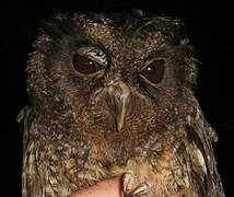 Tawny-bellied Screech Owl