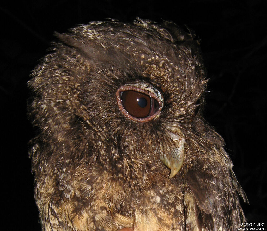 Tawny-bellied Screech Owladult