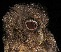 Tawny-bellied Screech Owl