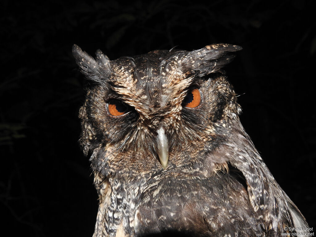 Tawny-bellied Screech Owladult