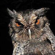 Tawny-bellied Screech Owl