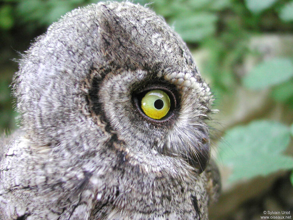 Eurasian Scops Owlimmature, close-up portrait