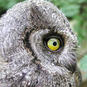 Eurasian Scops Owl