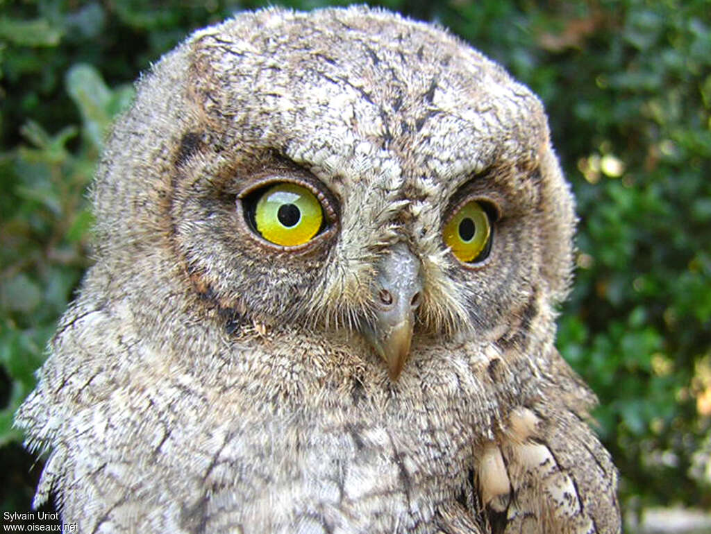 Eurasian Scops Owljuvenile, identification