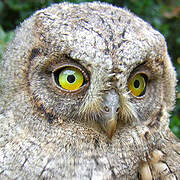 Eurasian Scops Owl