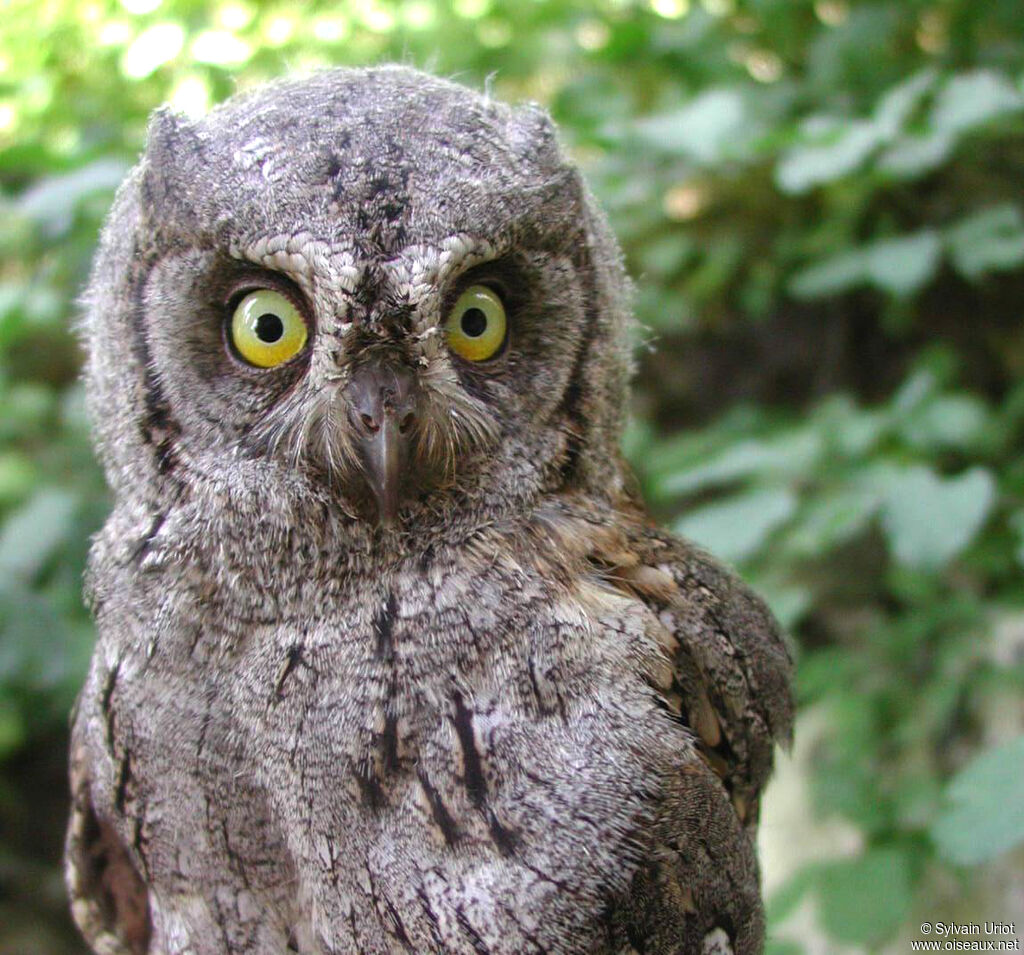 Eurasian Scops Owlimmature, close-up portrait