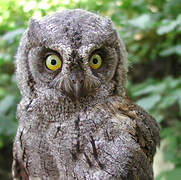 Eurasian Scops Owl