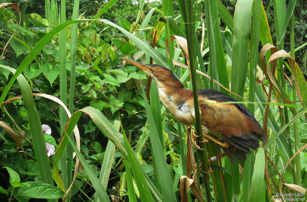 Least Bittern male adult