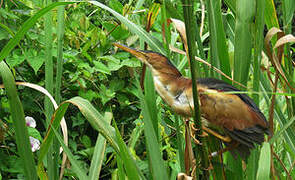 Least Bittern