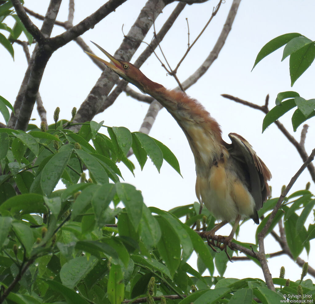 Least Bittern female adult