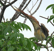 Least Bittern