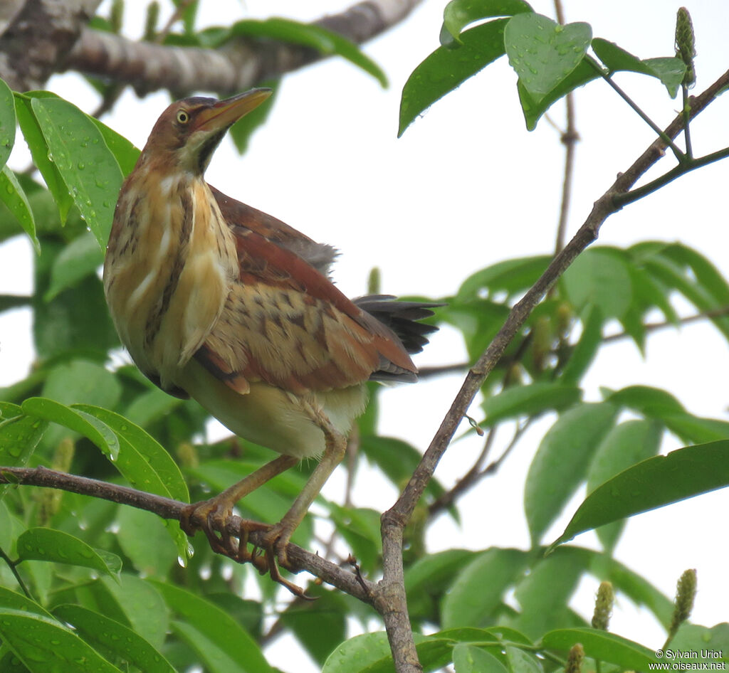 Least Bittern female adult