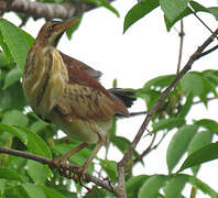 Least Bittern