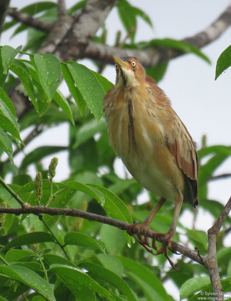 Least Bittern female adult