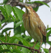 Least Bittern