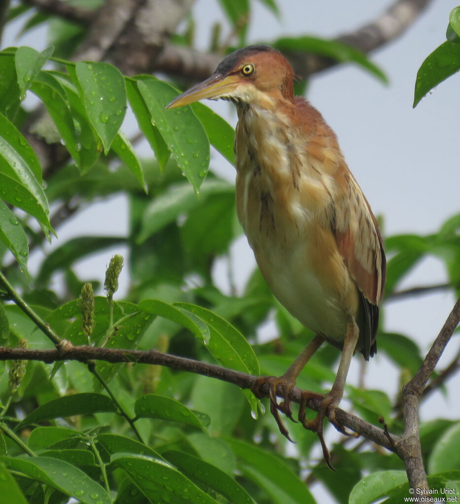 Least Bittern female adult