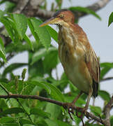 Least Bittern