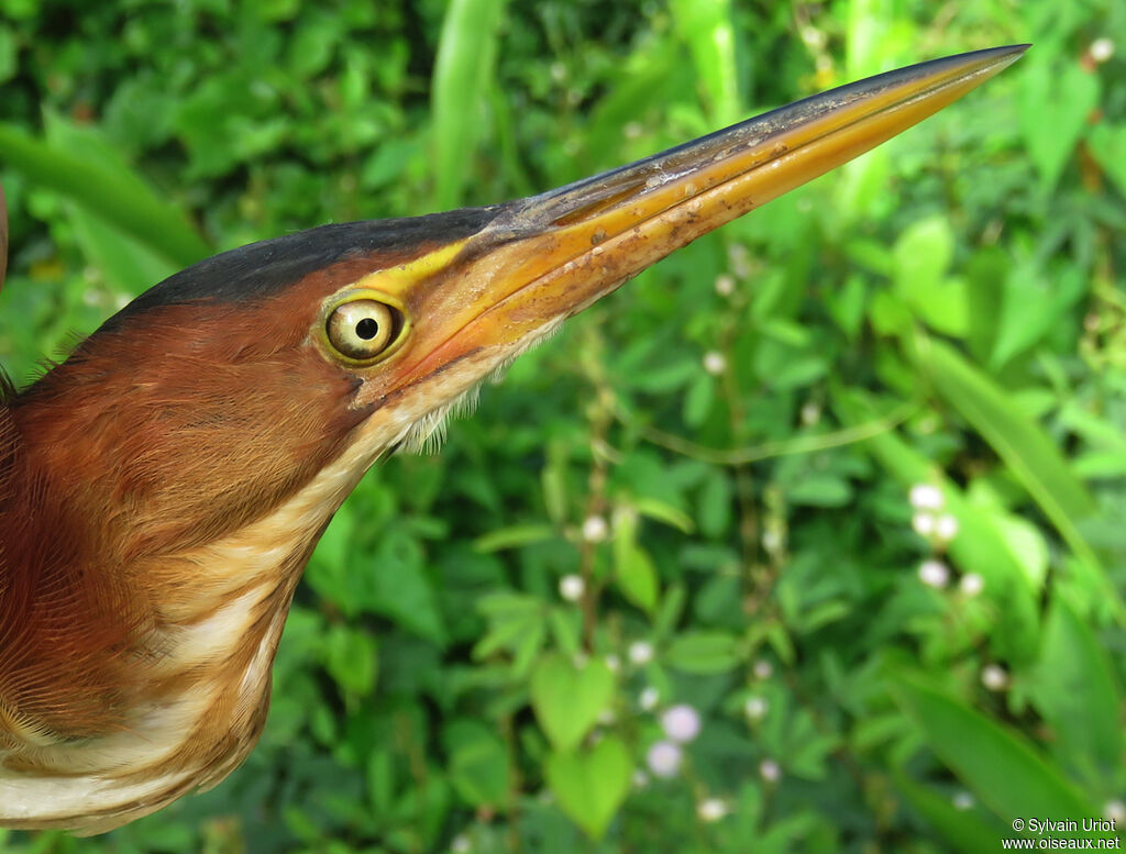 Least Bittern female adult