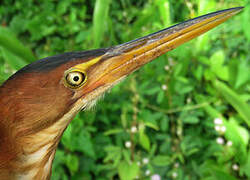 Least Bittern