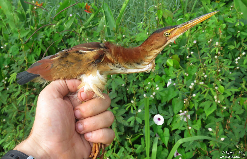 Least Bittern female adult