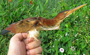 Least Bittern