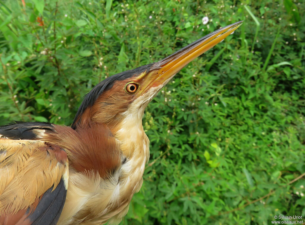 Least Bittern male adult