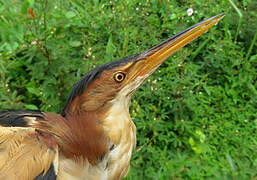 Least Bittern