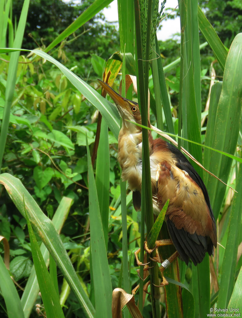 Least Bittern male adult