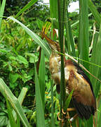 Least Bittern