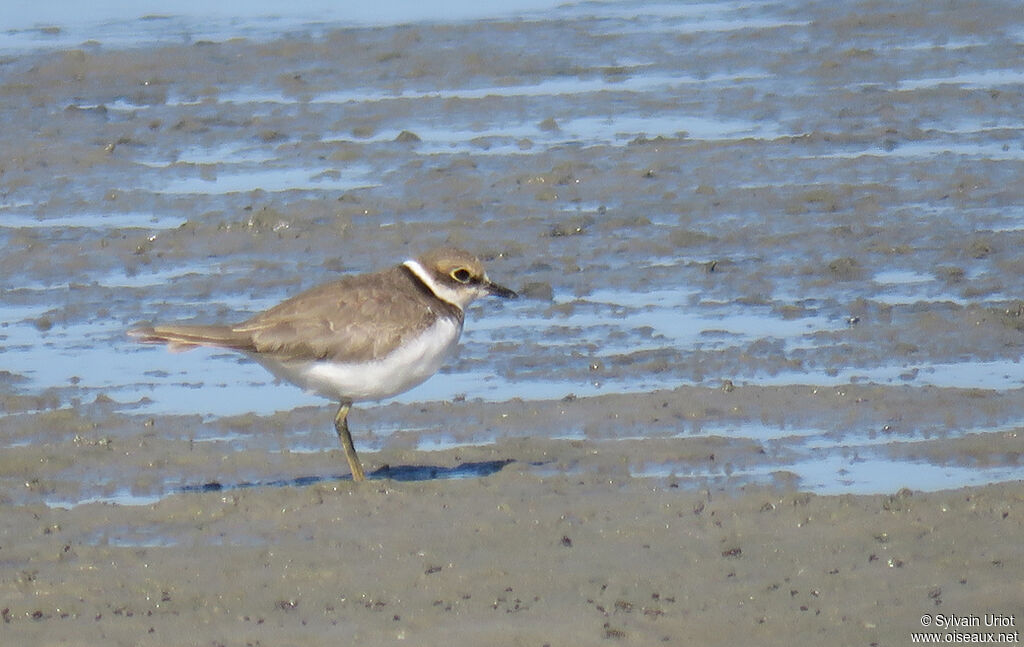 Little Ringed Ploveradult post breeding