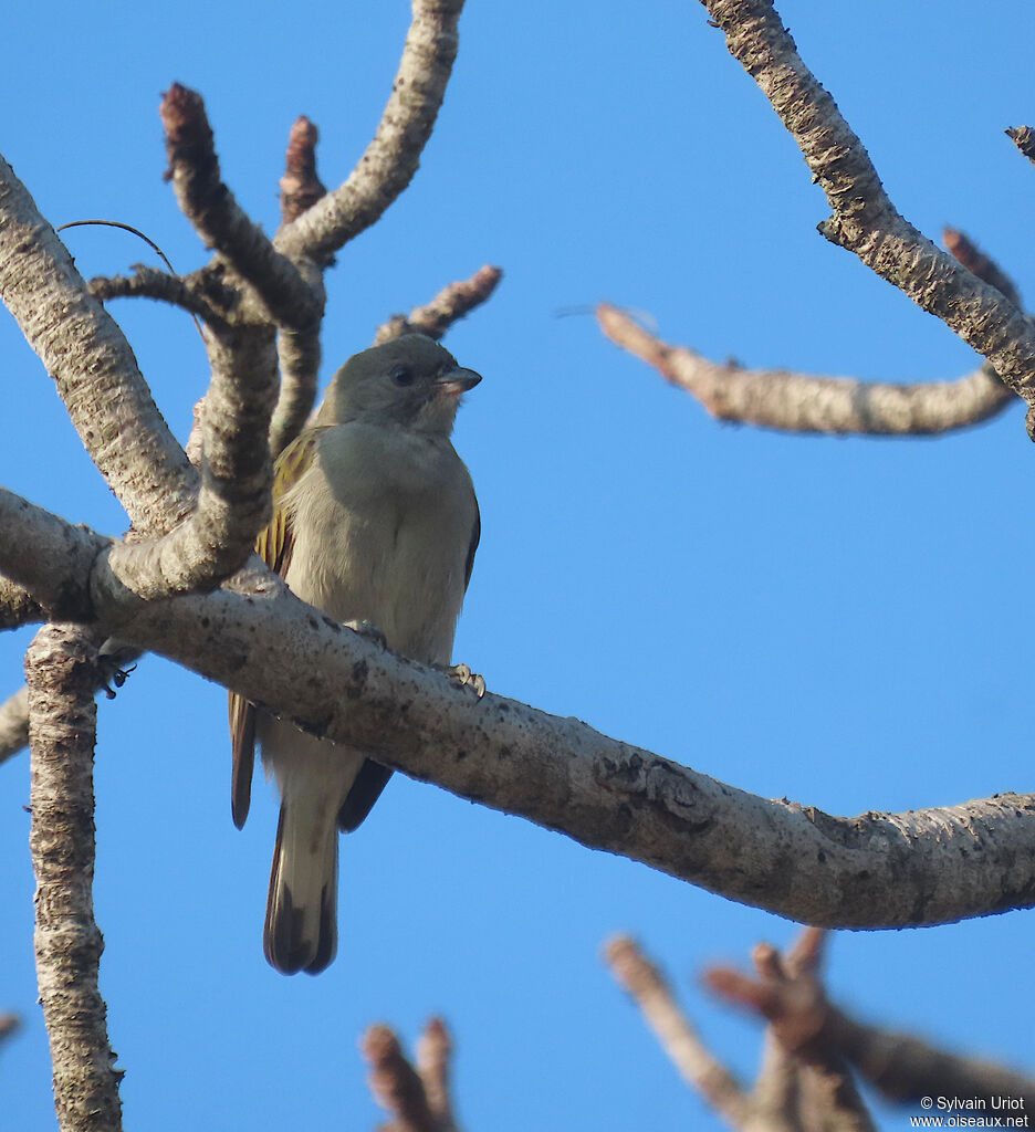 Lesser Honeyguideadult