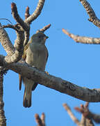 Lesser Honeyguide