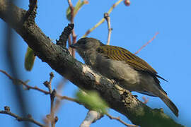 Lesser Honeyguide