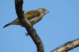 Lesser Honeyguide