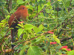 Little Cuckoo