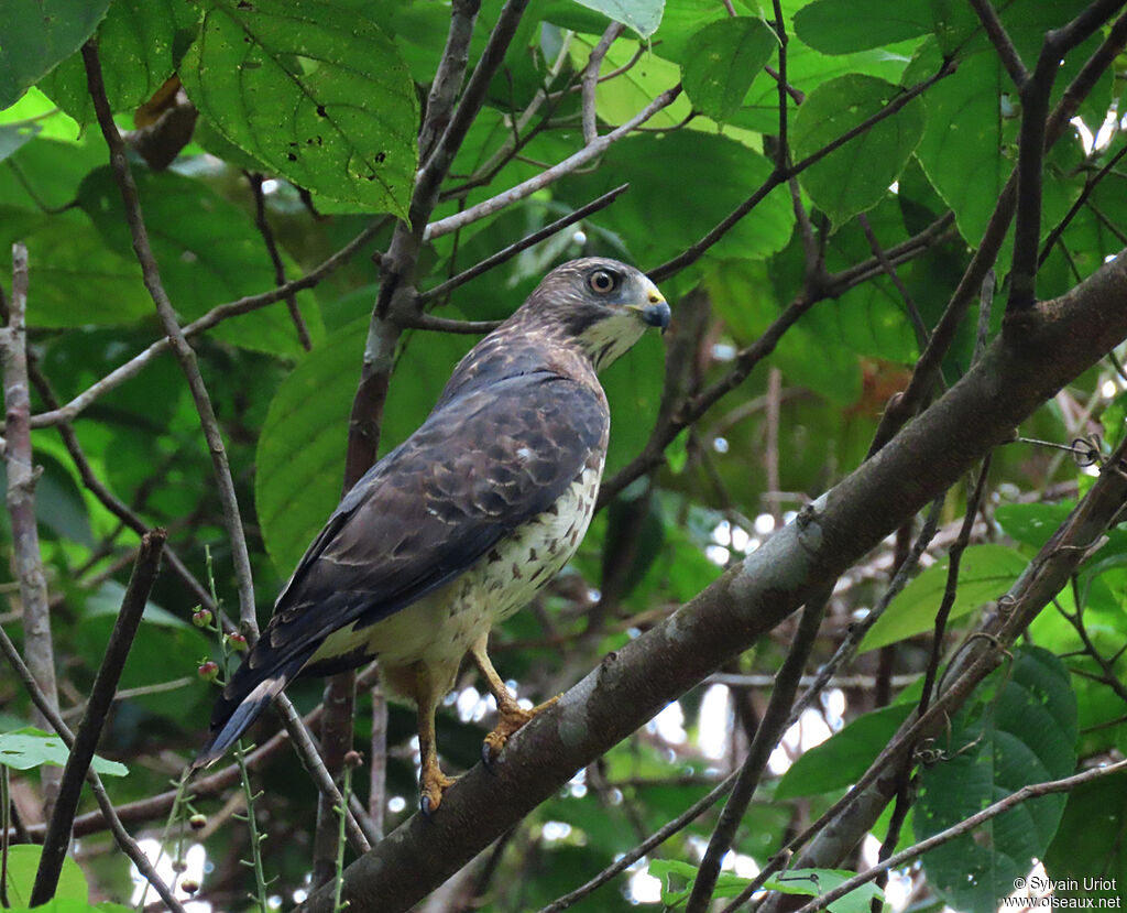 Broad-winged Hawkadult