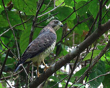 Broad-winged Hawk