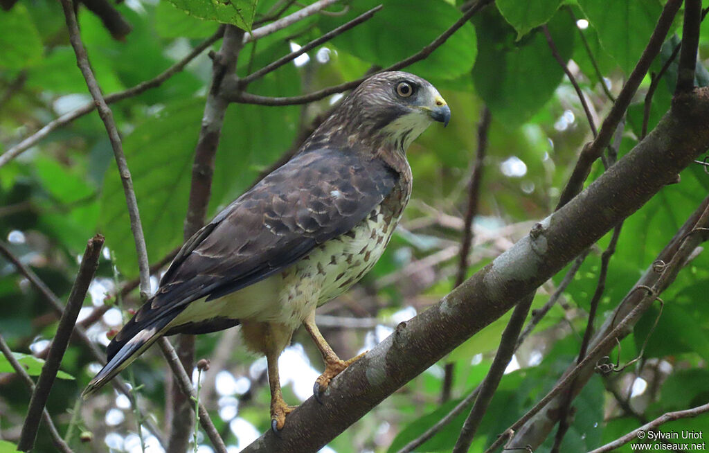 Broad-winged Hawkadult