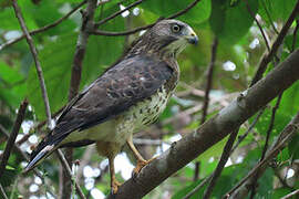 Broad-winged Hawk