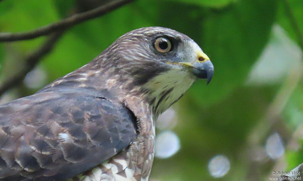 Broad-winged Hawkadult