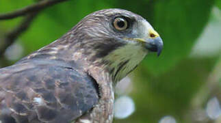 Broad-winged Hawk